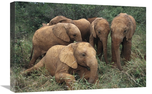 Global Gallery GCS-452952-1624-142 16 x 24 in. African Elephant Juveni