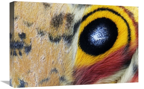 Global Gallery GCS-395680-1624-142 16 x 24 in. Io Moth Wing with Eye-S