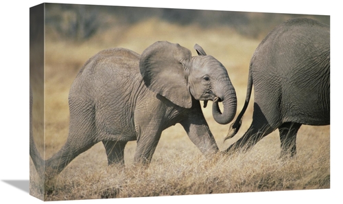 Global Gallery GCS-452789-1218-142 12 x 18 in. African Elephant Baby F