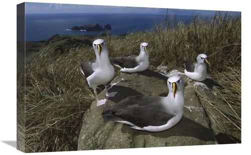 Global Gallery GCS-451794-1624-142 16 x 24 in. Yellow-Nosed Albatross 