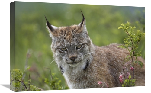 Global Gallery GCS-396037-1624-142 16 x 24 in. Canada Lynx Portrait