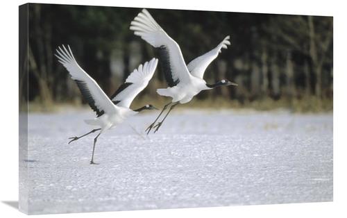 Global Gallery GCS-452475-2030-142 20 x 30 in. Red-Crowned Crane Pair 