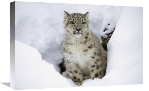Global Gallery GCS-396344-1624-142 16 x 24 in. Snow Leopard Adult Port