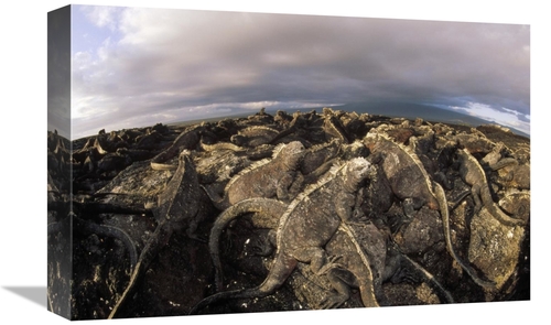 Global Gallery GCS-451392-1218-142 12 x 18 in. Marine Iguana Dense Col