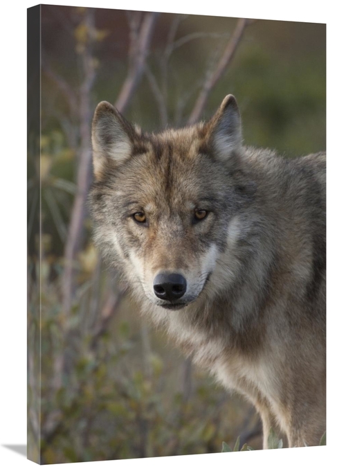 Global Gallery GCS-397989-2030-142 20 x 30 in. Gray Wolf Portrait,