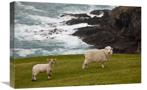 Global Gallery GCS-397810-1624-142 16 x 24 in. Domestic Sheep & Lamb N