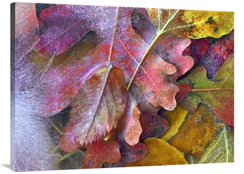 Global Gallery GCS-452226-3040-142 30 x 40 in. Frozen Autumn Leaves&#4