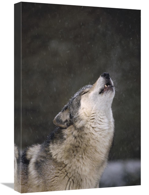 Global Gallery GCS-452805-1624-142 16 x 24 in. Timber Wolf Howling&#44