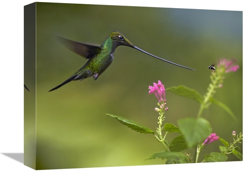 Global Gallery GCS-396201-1216-142 12 x 16 in. Sword-Billed Hummingbir