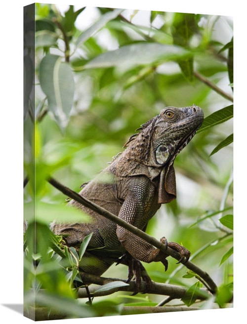 Global Gallery GCS-452683-1624-142 16 x 24 in. Green Iguana on Branche
