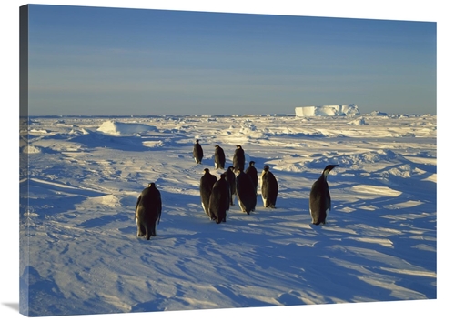 30 x 40 in. Emperor Penguin Group Walking on Ice, Antarctica Art P