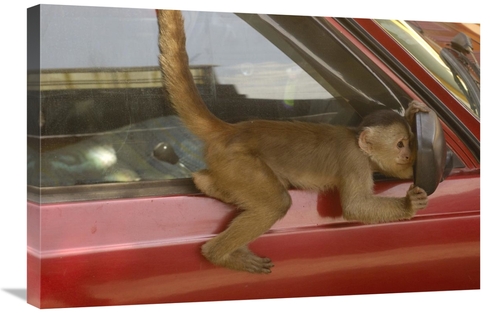 20 x 30 in. White-Fronted Capuchin Looking in Car Mirror, Puerto M