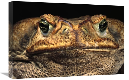 Global Gallery GCS-453126-1624-142 16 x 24 in. Cururu Toad Close-Up of