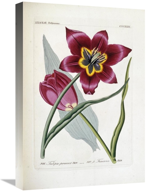 Global Gallery GCS-267098-22-142 22 in. Tulipa Praecox Art Print - H.G