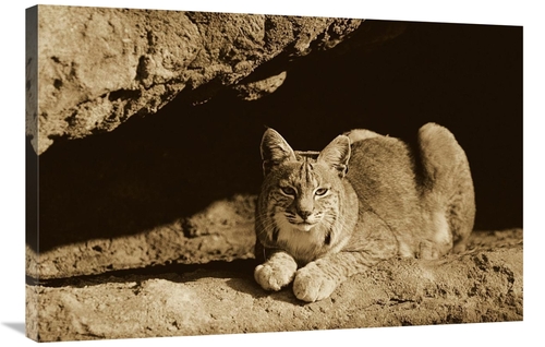 Global Gallery GCS-453679-2436-142 24 x 36 in. Bobcat Adult Resting on
