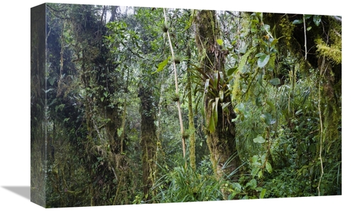 Global Gallery GCS-452698-1218-142 12 x 18 in. Rainforest At Cerro De 