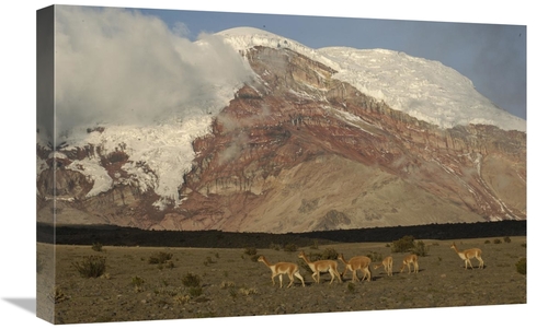 Global Gallery GCS-453139-1624-142 16 x 24 in. Vicuna Herd Grazing Ben