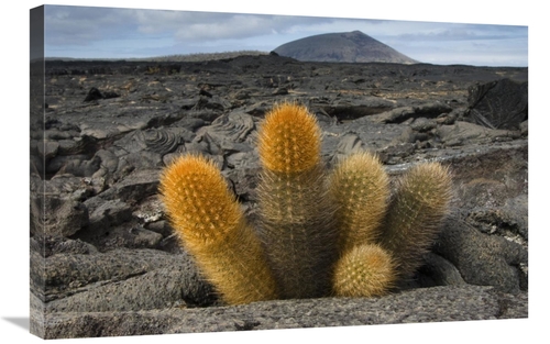 Global Gallery GCS-397892-2030-142 20 x 30 in. Lava Cactus Grows in An