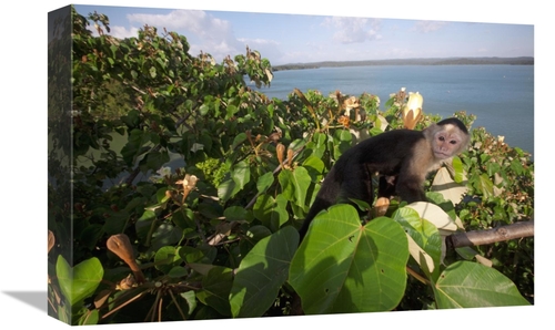 Global Gallery GCS-398548-1218-142 12 x 18 in. White-Faced Capuchin in