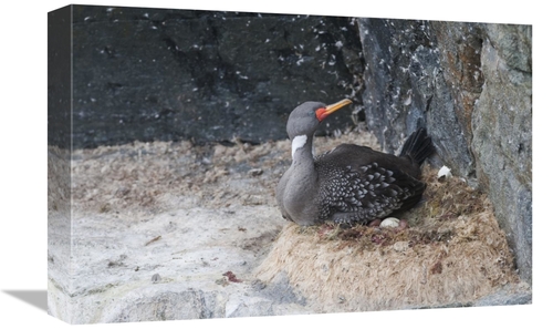 Global Gallery GCS-453655-1218-142 12 x 18 in. Red-Legged Cormorant In