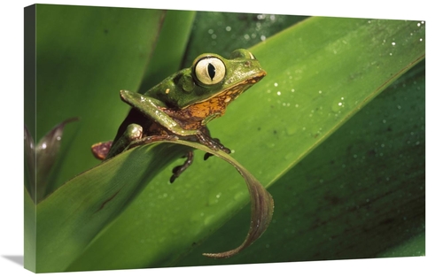 Global Gallery GCS-453170-2030-142 20 x 30 in. White-Lined Leaf Frog o