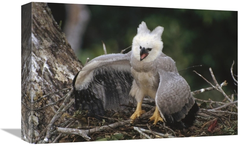 Global Gallery GCS-451210-1218-142 12 x 18 in. Harpy Eagle Juvenile in