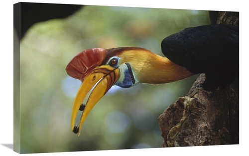 Global Gallery GCS-451136-2030-142 20 x 30 in. Sulawesi Red-Knobbed Ho