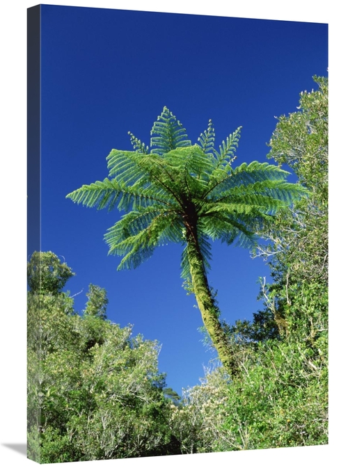 Global Gallery GCS-452465-2030-142 20 x 30 in. Tree Ferns Near Bullock