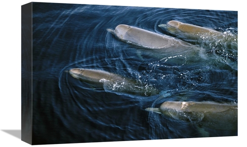 Global Gallery GCS-450974-1218-142 12 x 18 in. Bottlenose Whale Pod Su