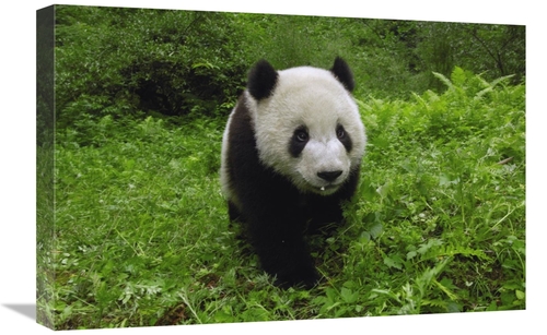16 x 24 in. Giant Panda Standing in Vegetation, Wolong Nature Rese
