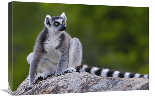 20 x 30 in. Ring-Tailed Lemur Portrait on Rocks in the Andringitra Mou