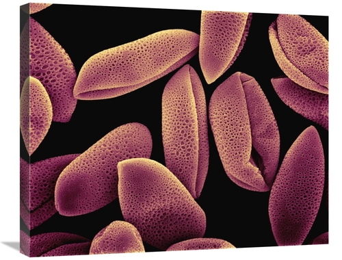 Global Gallery GCS-397620-2228-142 22 x 28 in. Common Hyacinth - Hyaci