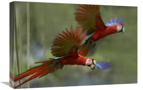 Global Gallery GCS-396404-1624-142 16 x 24 in. Scarlet Macaw Pair Flyi