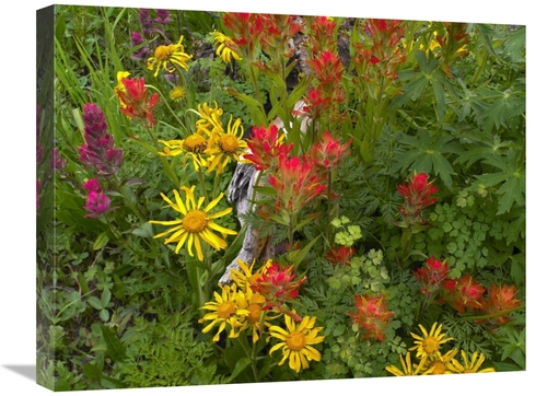 Global Gallery GCS-396853-2024-142 20 x 24 in. Orange Sneezeweed & Ind