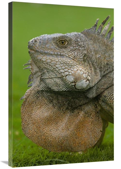 Global Gallery GCS-453067-2436-142 24 x 36 in. Green Iguana Flaring De