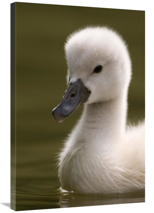 Global Gallery GCS-398235-2436-142 24 x 36 in. Portrait of A Mute Swan