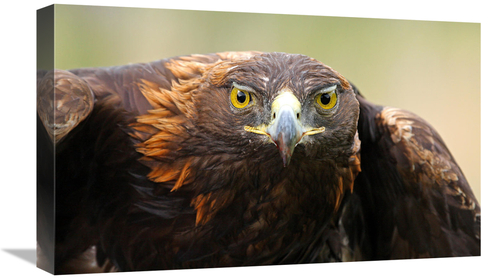 Global Gallery GCS-486525-22-142 22 in. Ready for Flight Art Print - V