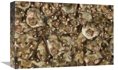 12 x 18 in. Greater Mouse-Eared Bat Colony Roosting, Germany Art P