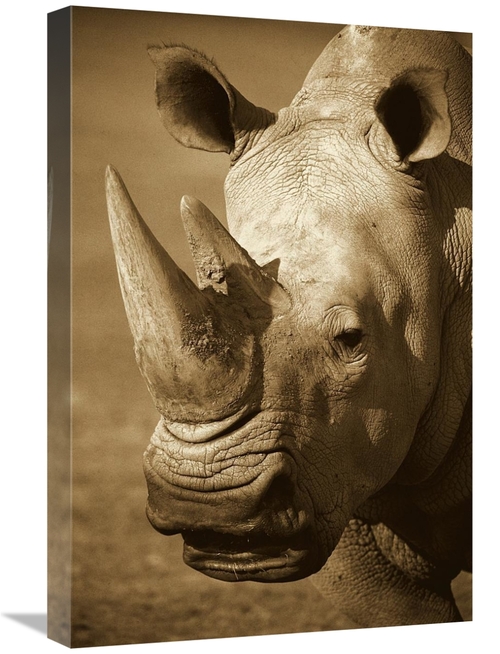 Global Gallery GCS-453661-1624-142 16 x 24 in. White Rhinoceros Portra
