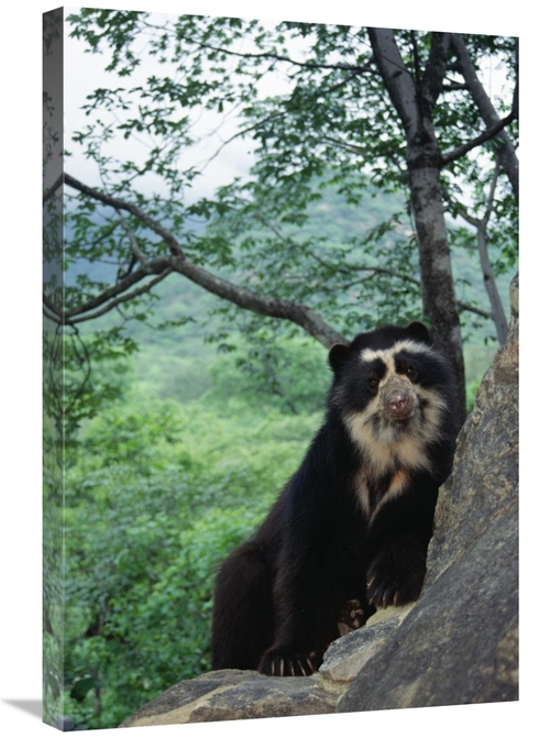 Global Gallery GCS-451465-2030-142 20 x 30 in. Spectacled Bear, Ce