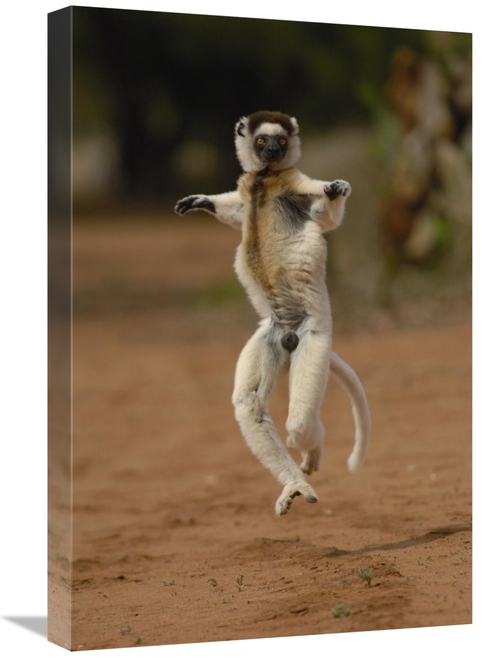 Global Gallery GCS-453039-1624-142 16 x 24 in. Verreauxs Sifaka Hoppin