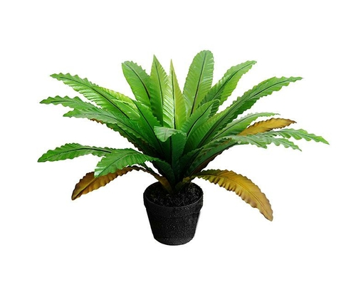 Birds Nest Fern In Pot 55 Cm