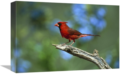 Global Gallery GCS-453289-1218-142 12 x 18 in. Northern Cardinal Male 