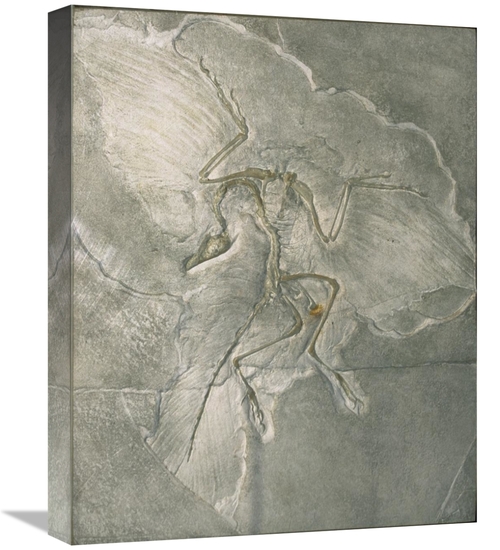 Global Gallery GCS-452699-1620-142 16 x 20 in. Archaeopteryx Bird Foss