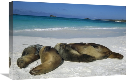 Global Gallery GCS-451835-1624-142 16 x 24 in. Galapagos Sea Lion Grou