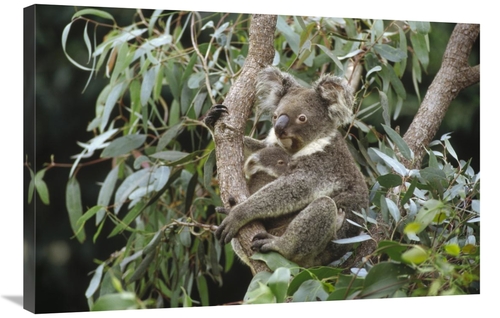 Global Gallery GCS-452835-2436-142 24 x 36 in. Koala Mother & Three Mo