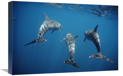 Global Gallery GCS-451101-1624-142 16 x 24 in. Bottlenose Dolphin Trio