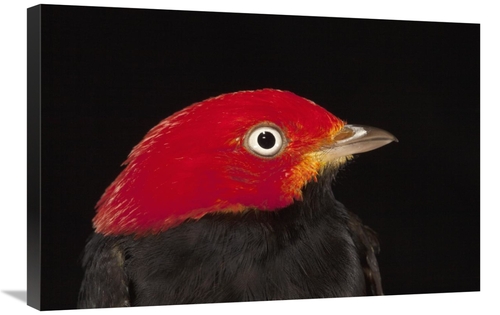 Global Gallery GCS-398542-2030-142 20 x 30 in. Red-Capped Manakin Male