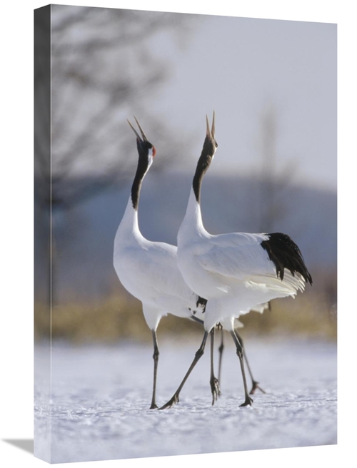 Global Gallery GCS-452474-1624-142 16 x 24 in. Red-Crowned Crane Pair 