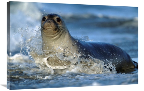 Global Gallery GCS-396615-2436-142 24 x 36 in. Northern Elephant Seal 